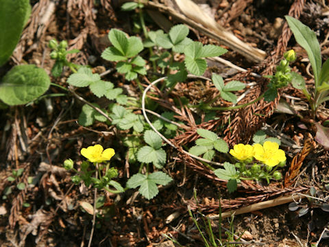 Potentilla fragarioides var. major