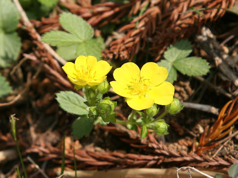 Potentilla fragarioides var. major
