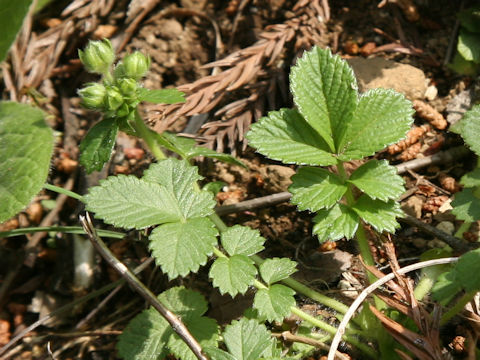 Potentilla fragarioides var. major