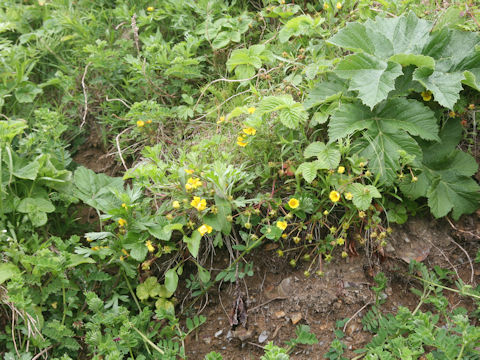 Potentilla fragarioides var. major
