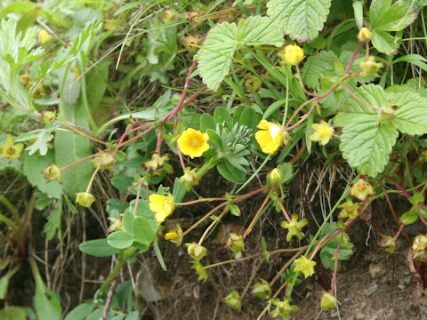 Potentilla fragarioides var. major