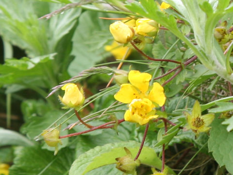 Potentilla fragarioides var. major