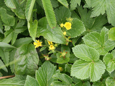 Potentilla fragarioides var. major