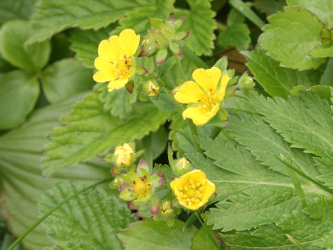 Potentilla fragarioides var. major
