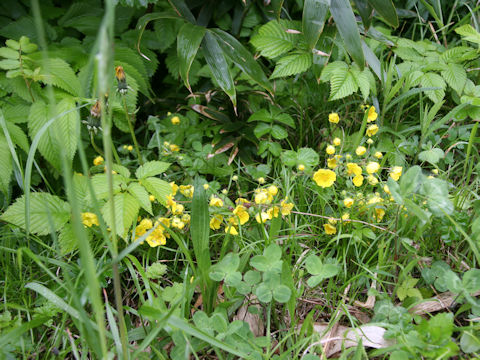 Potentilla fragarioides var. major