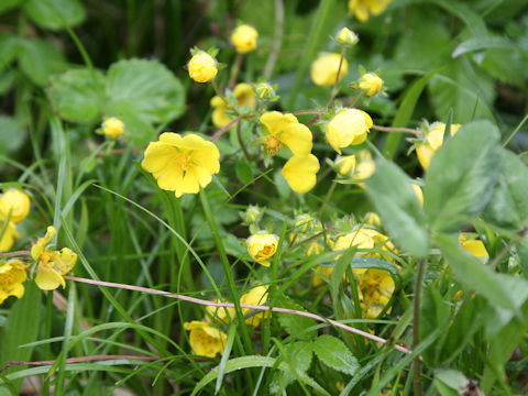 Potentilla fragarioides var. major