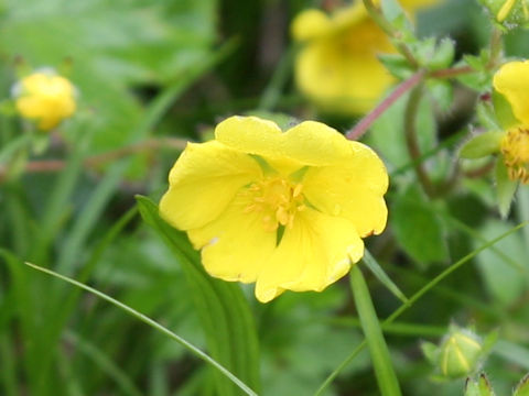 Potentilla fragarioides var. major