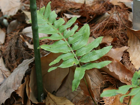 Plagiogyria japonica