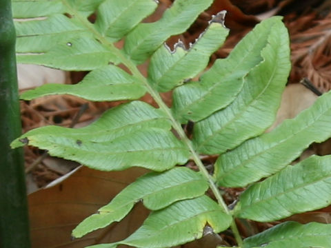 Plagiogyria japonica