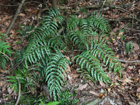 Plagiogyria japonica