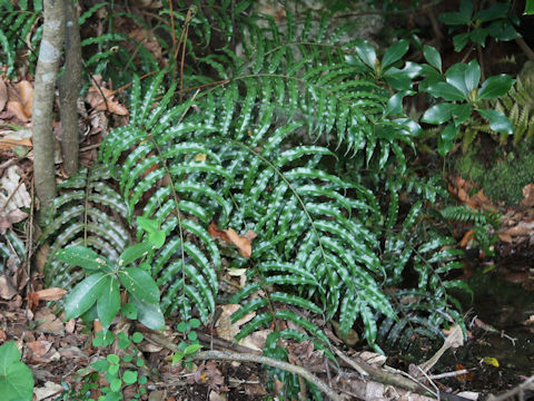 Plagiogyria japonica