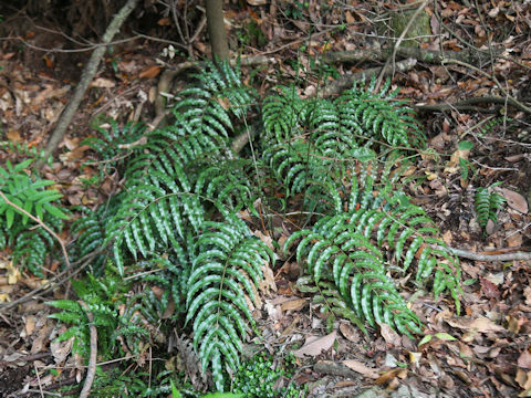 Plagiogyria japonica