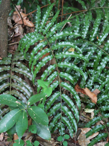 Plagiogyria japonica