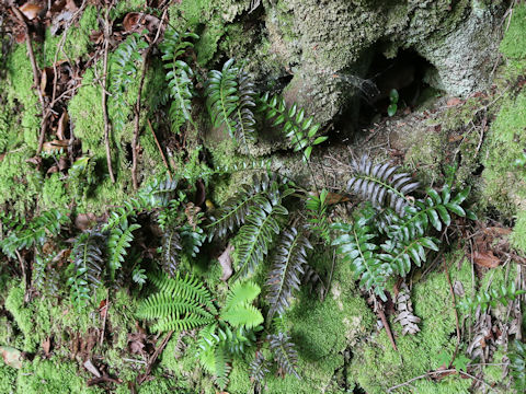 Plagiogyria japonica