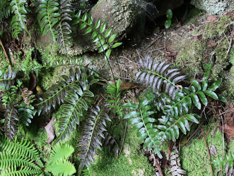 Plagiogyria japonica
