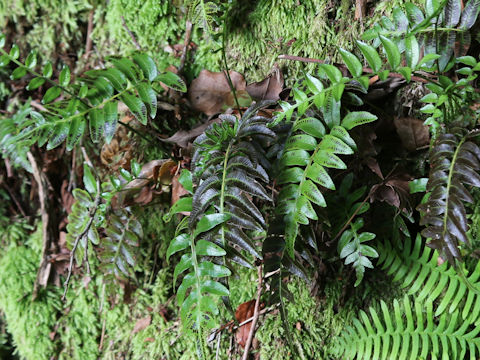 Plagiogyria japonica