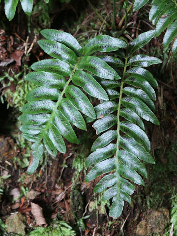 Plagiogyria japonica