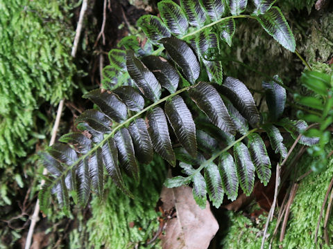 Plagiogyria japonica