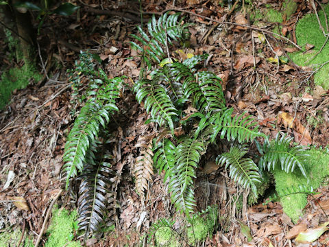 Plagiogyria japonica