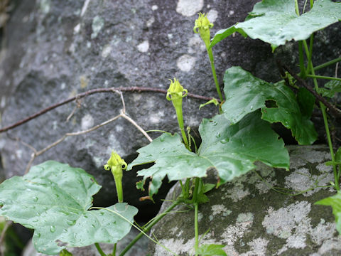 Trichosanthes kirilowii var. japonica
