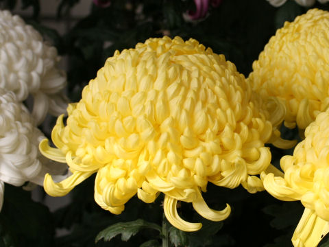 Chrysanthemum grandiflorum 'Atsu-mono'