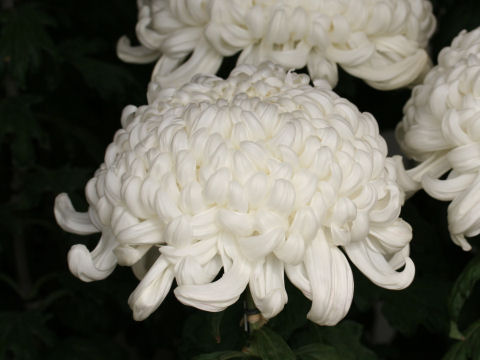 Chrysanthemum grandiflorum 'Atsu-mono'