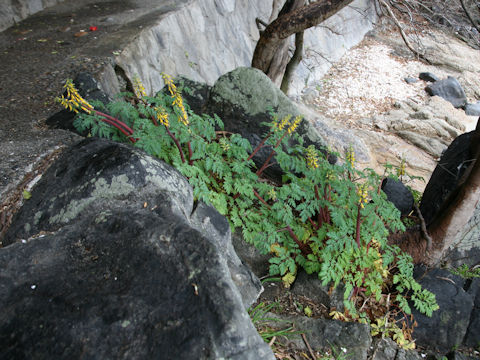 Corydalis heterocarpa var. japonica