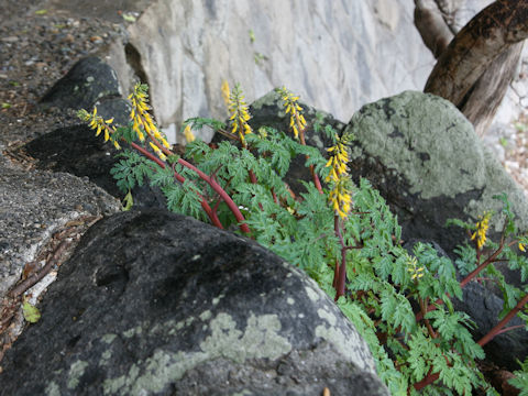 Corydalis heterocarpa var. japonica