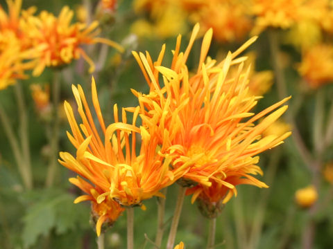 Chrysanthemum grandiflorum cv. Saga