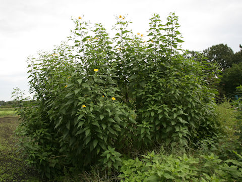 Helianthus tuberosus