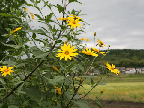 Helianthus tuberosus