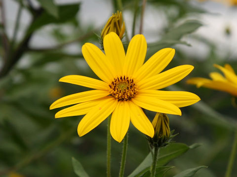 Helianthus tuberosus