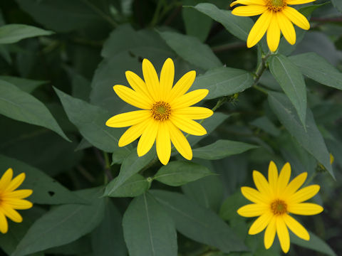 Helianthus tuberosus
