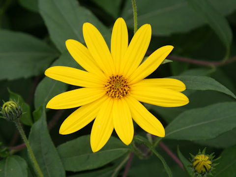 Helianthus tuberosus