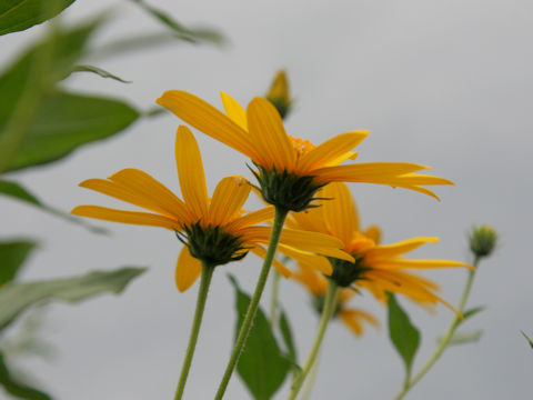 Helianthus tuberosus