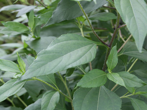 Helianthus tuberosus