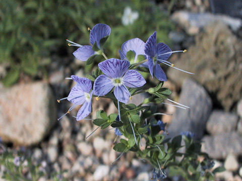 Pseudolysimachion schmidtianum ssp. schmidtianum