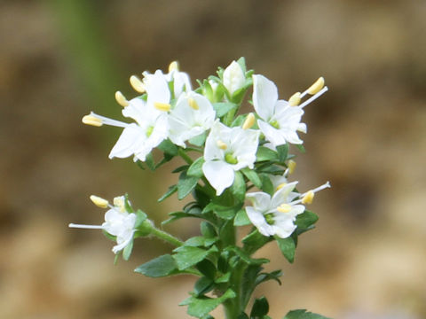Pseudolysimachion schmidtianum ssp. schmidtianum