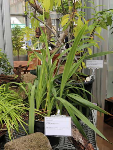 Dianella ensifolia