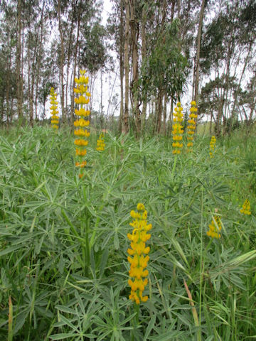 Lupinus luteus