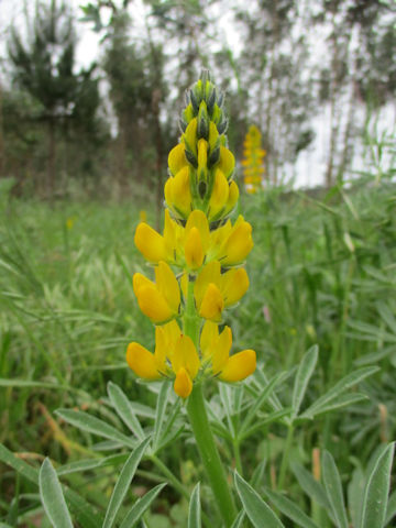 Lupinus luteus