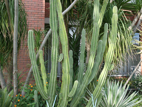 Cereus peruvianus