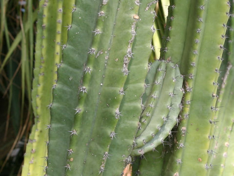 Cereus peruvianus
