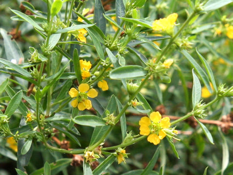 Heimia myrtifolia
