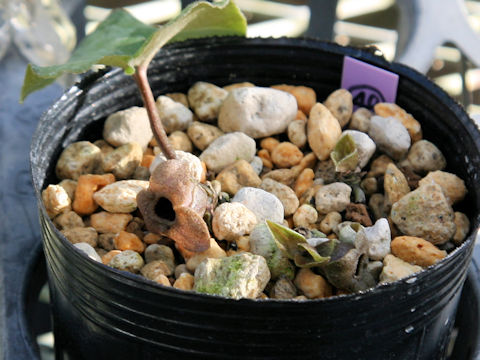 Asarum takaoi var. austrokiiense