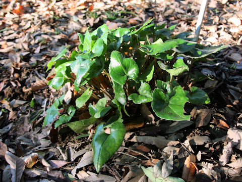 Asarum hexalobum var. perfectum