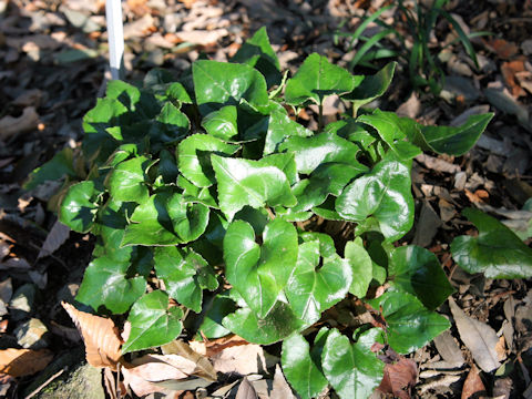 Asarum hexalobum var. perfectum