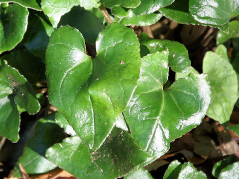 Asarum hexalobum var. perfectum