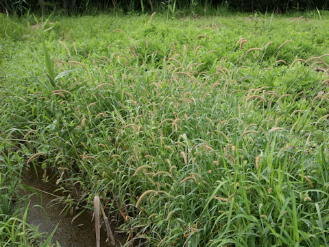 Setaria glauca