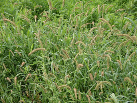 Setaria glauca